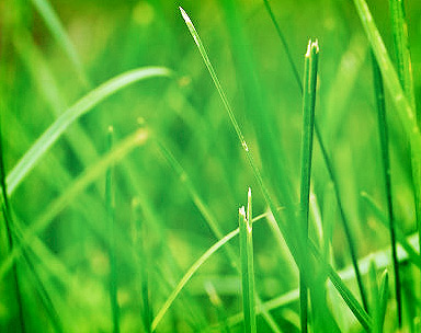 云呼死你网页版